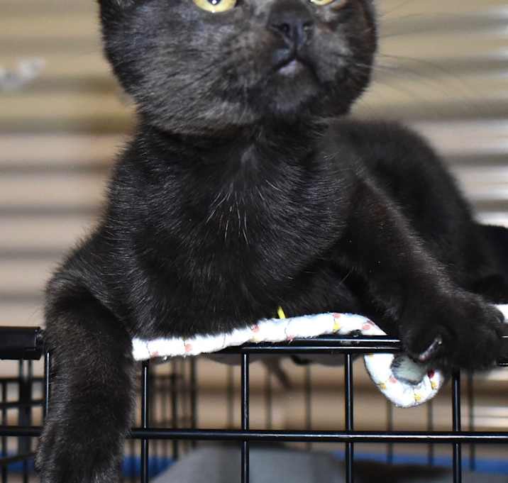 Photo of Ting (bonded with Ling)