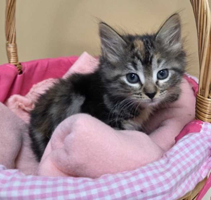 Photo of Twix