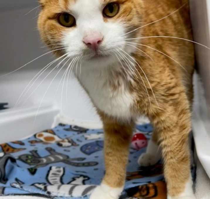Photo of Nelson