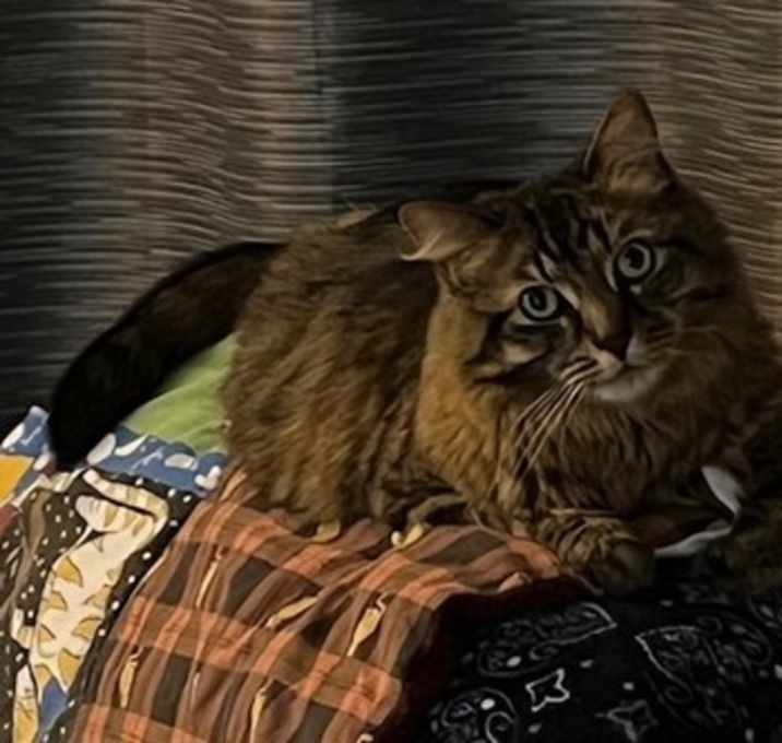 Photo of Fluffy Michelle