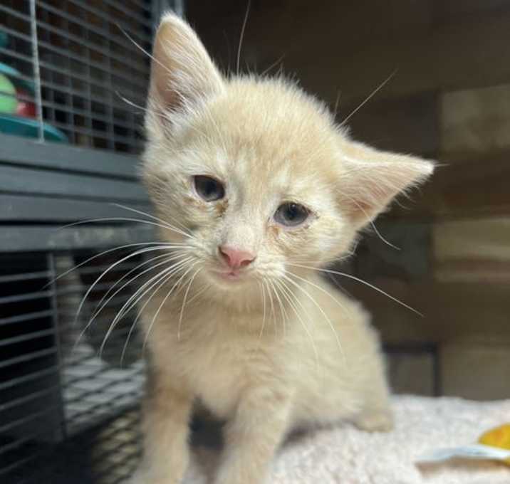 Photo of Kittens, kittens, kittens!