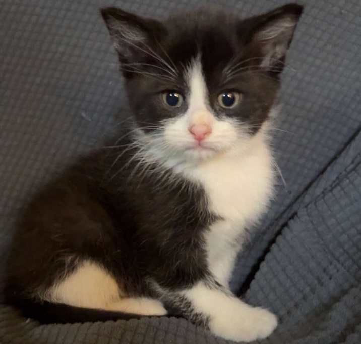 Photo of Mittens