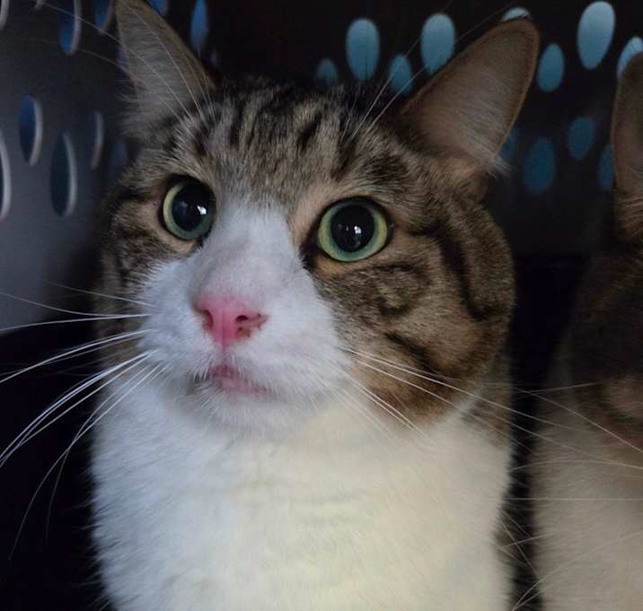 Photo of Taco