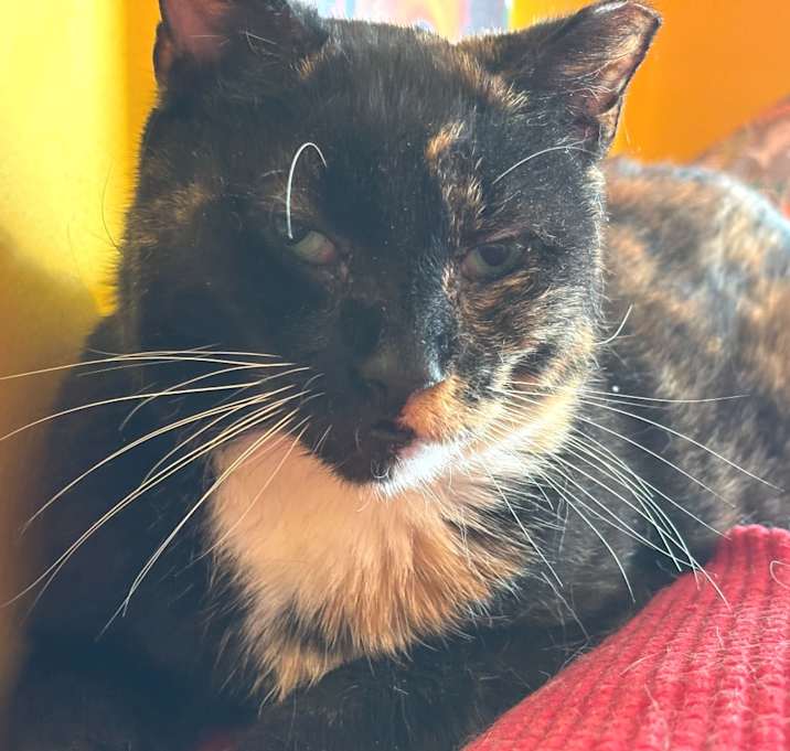 Photo of Glimmer