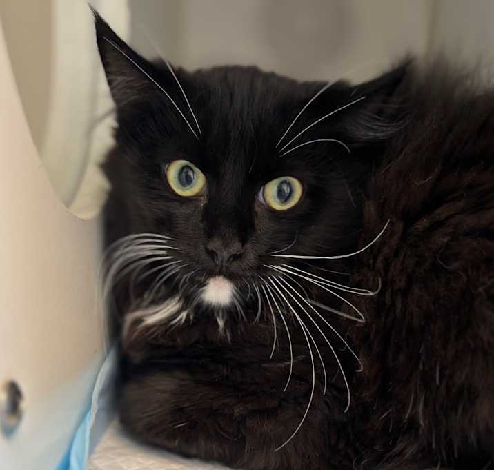 Photo of Comet