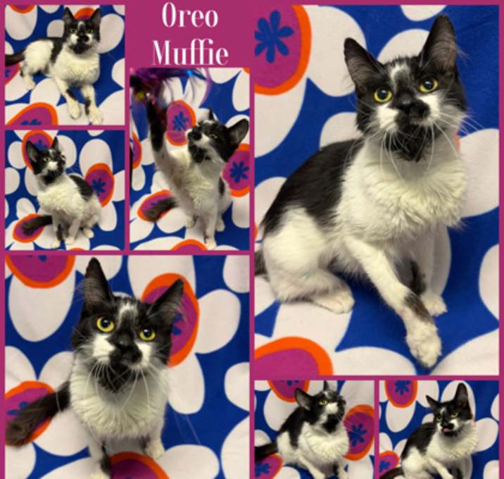 Photo of Oreo Muffie