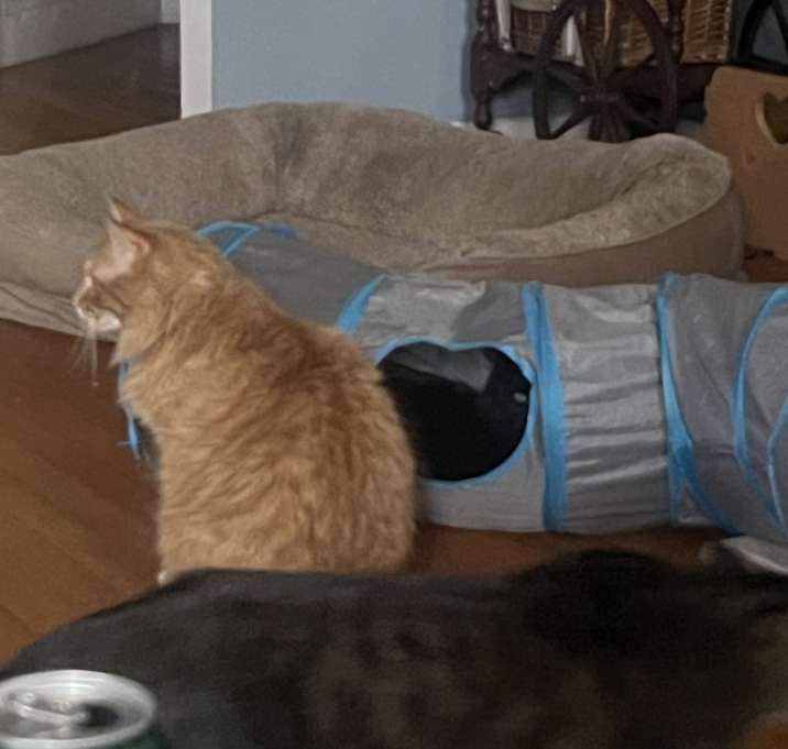 Photo of Tigger