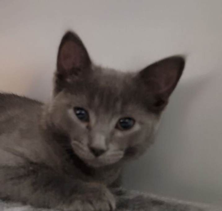 Photo of Bluey
