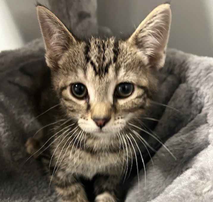 Photo of Kittle
