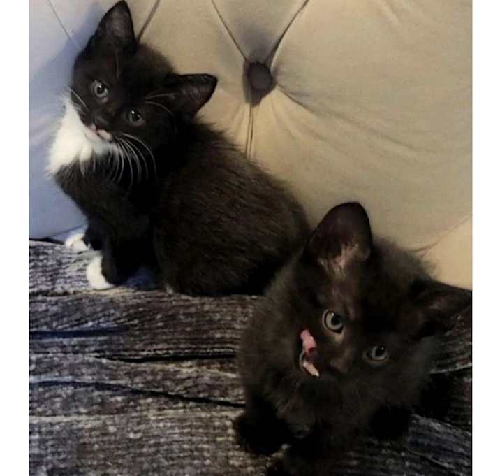 Photo of Peeps and Tulip