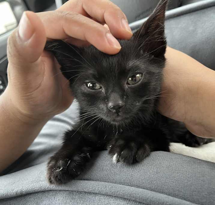 Photo of Fitz