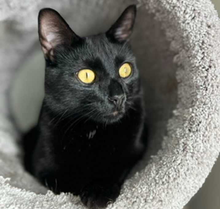 Photo of Salem