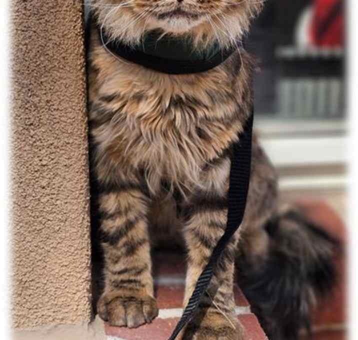 Photo of GIZMO