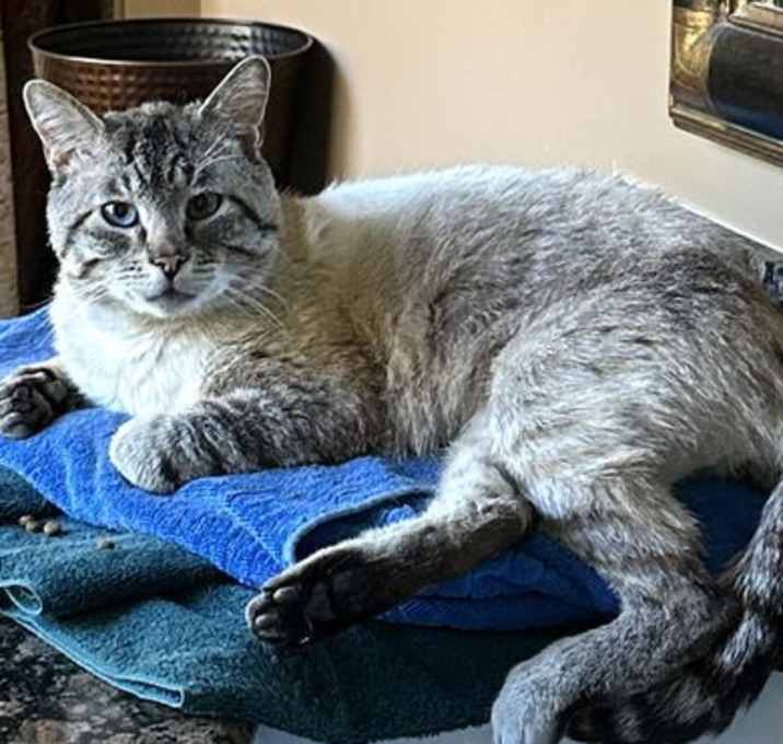 Photo of Milo