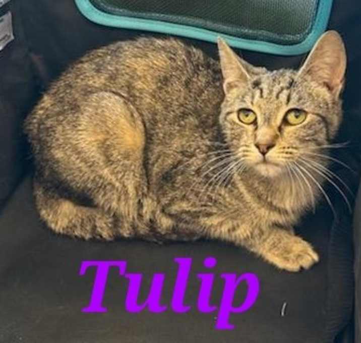 Photo of Tulip