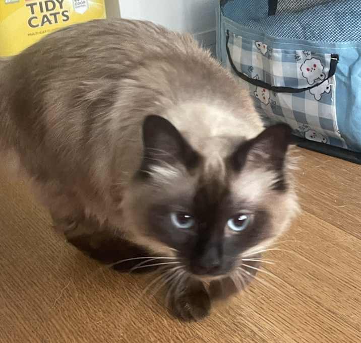 Photo of Luna