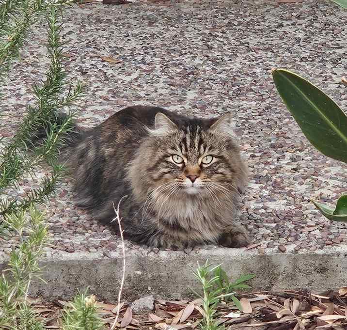 Photo of Baloo