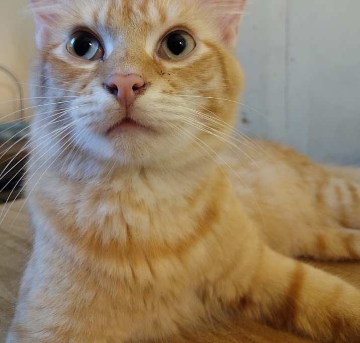 Photo of Chunko