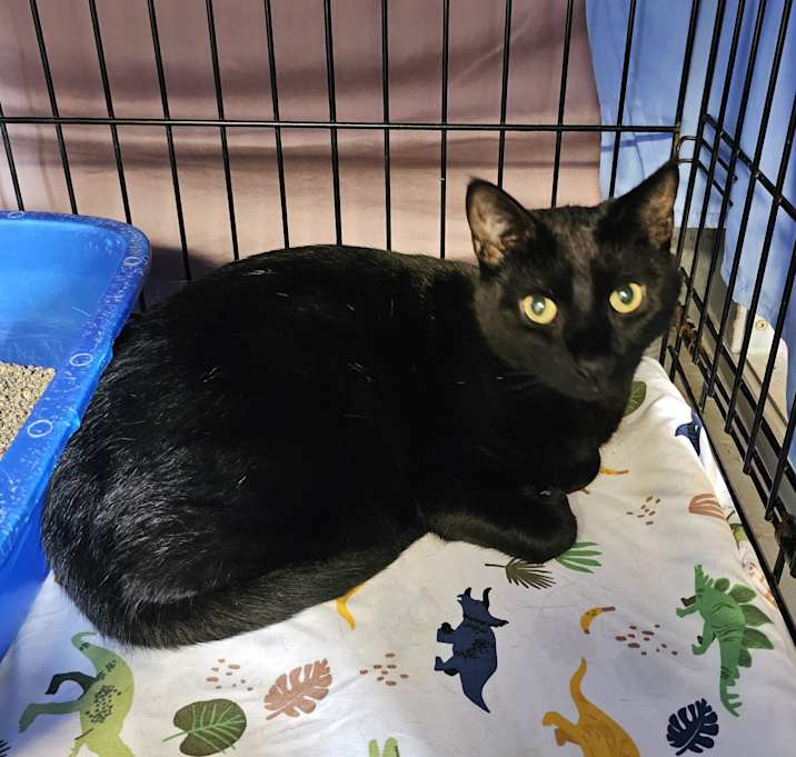 Photo of Merlin