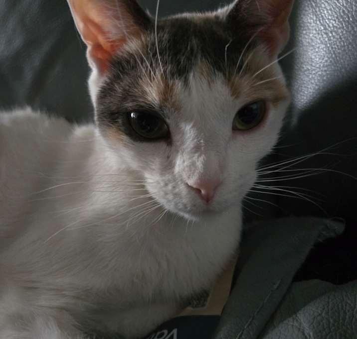 Photo of Turbo