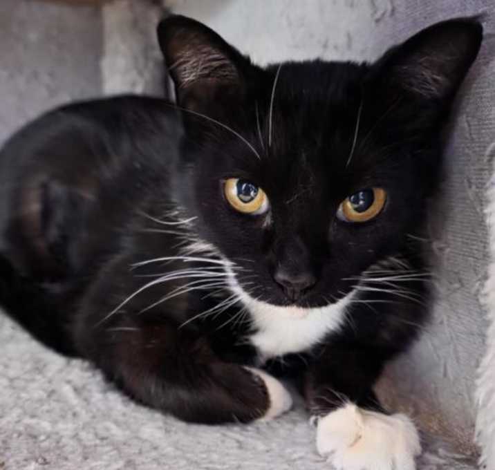 Photo of Gardenia