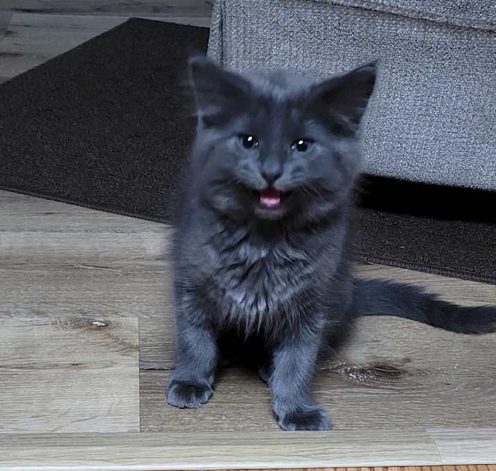 Photo of Fluffers