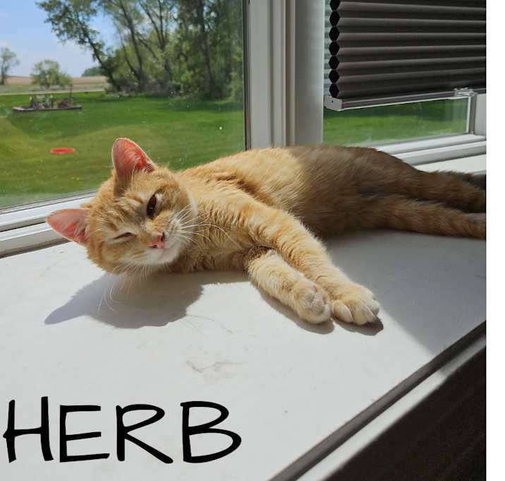 Photo of Herb