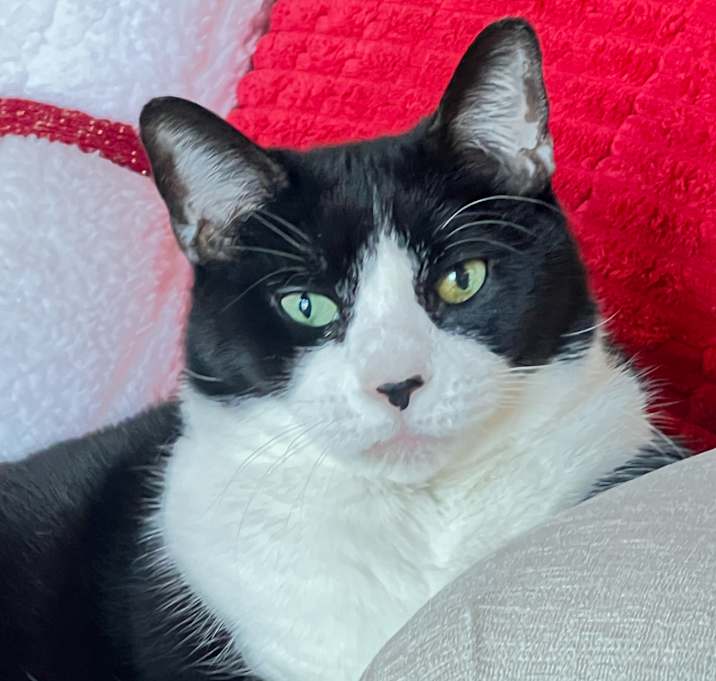 Photo of Tinkerbell