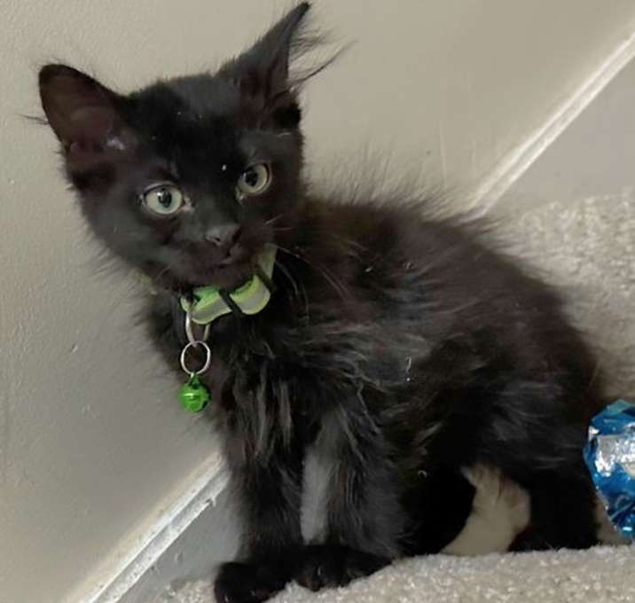 Photo of KITTEN CHUNKY