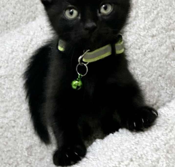 Photo of KITTEN SHADOW