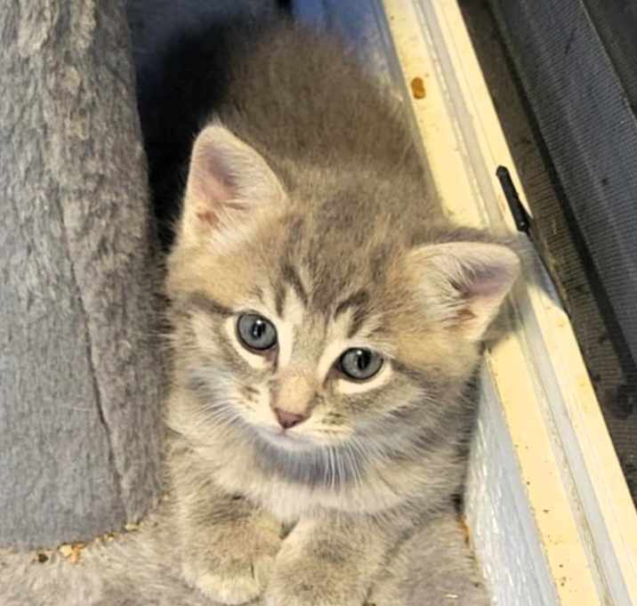 Photo of Mint Chocolate