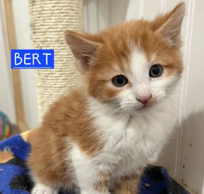Photo of Bert