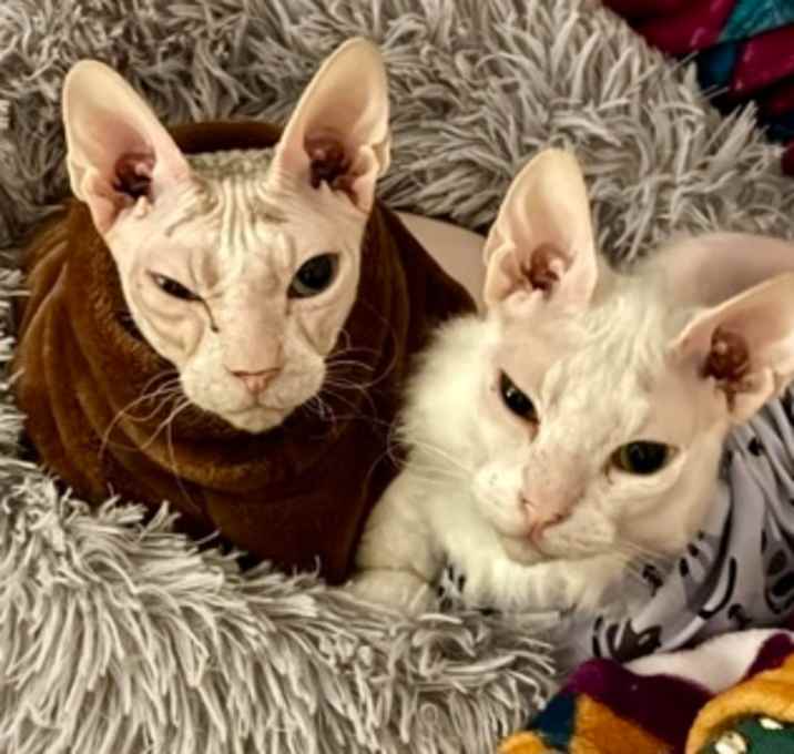 Photo of Sebastian and Timone - bonded