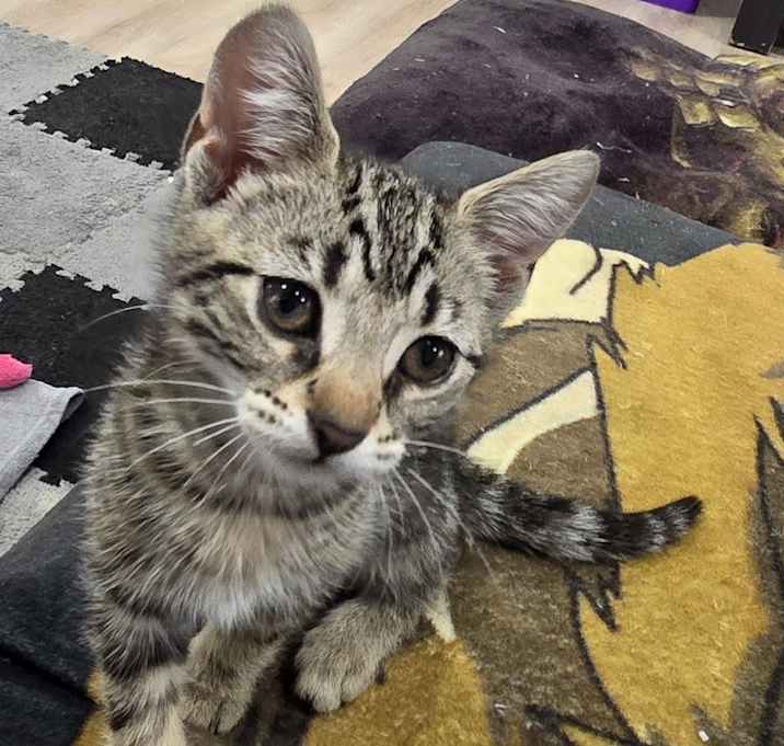 Photo of Moppie