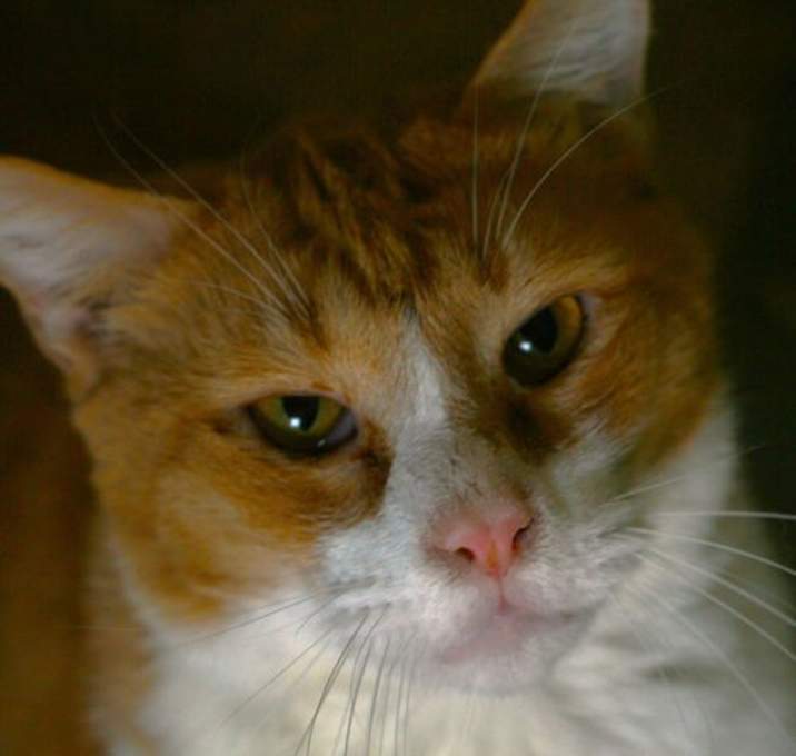 Photo of Pumpkin