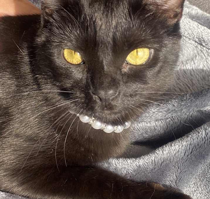 Photo of Midnight