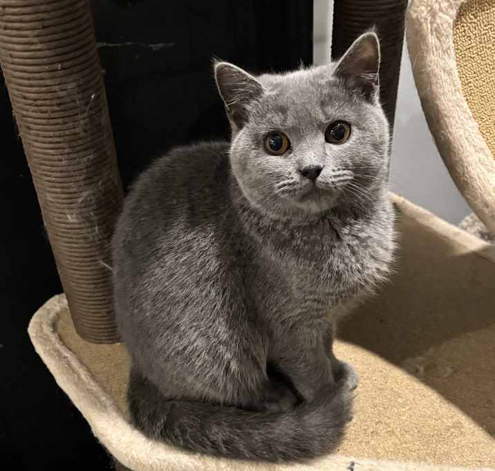 Photo of Dooda (British Shorthair)