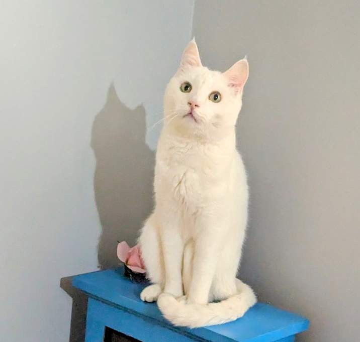 Photo of Romeo