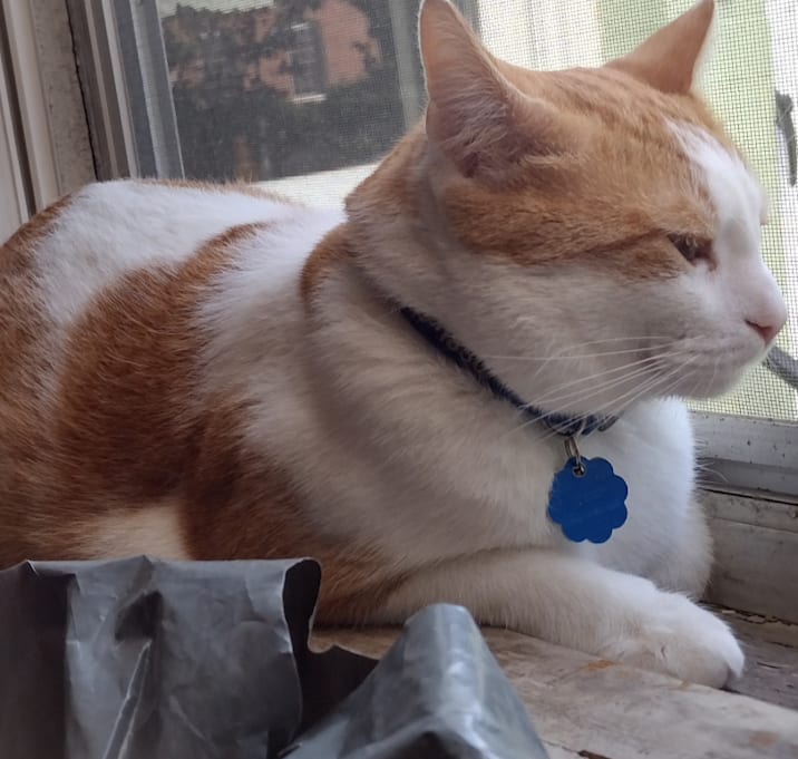 Photo of Leo