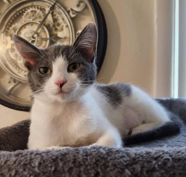 Photo of Lisette (bonded with Lil Bob)