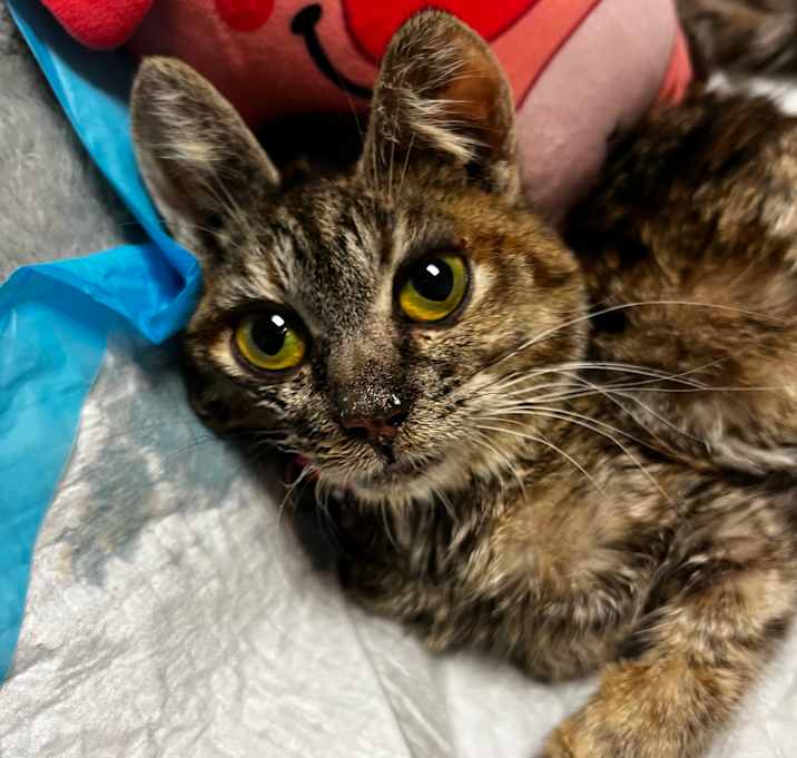 Photo of Maple