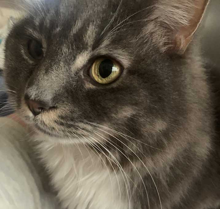 Photo of Pepper