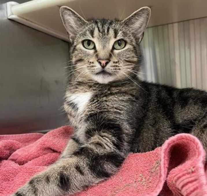 Photo of Pretzel (La Bengal)
