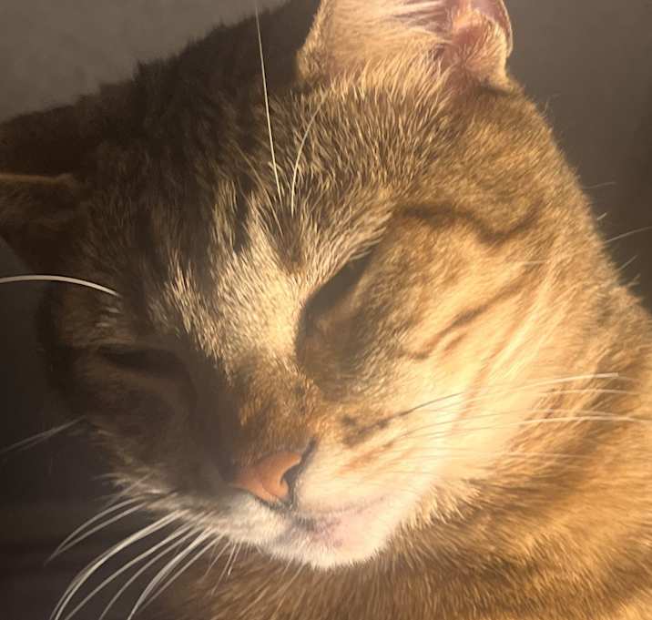 Photo of Aria