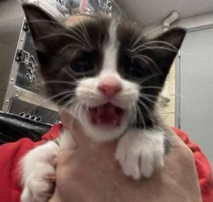 Photo of Smokey