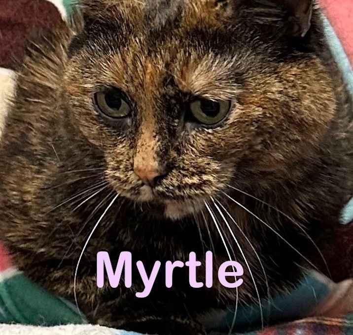 Photo of MYRTLE Cat