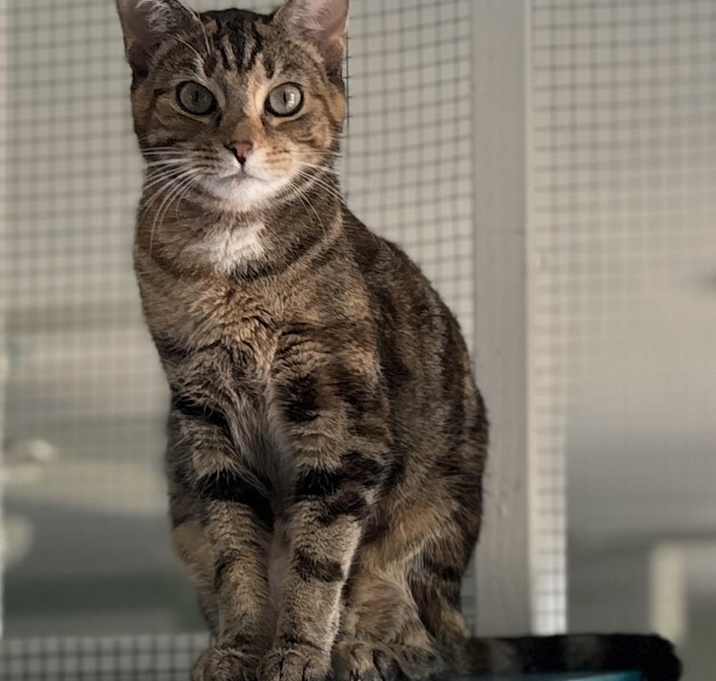 Photo of Tillie