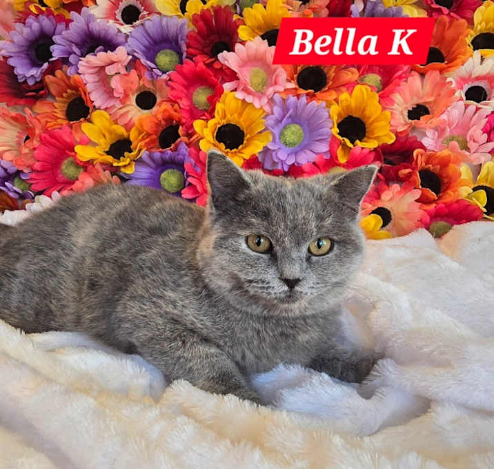 Photo of Bella K