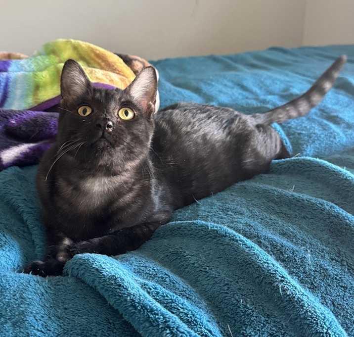 Photo of Onyx 3