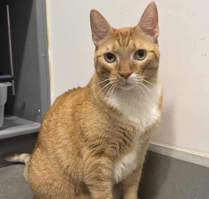 Photo of Simba